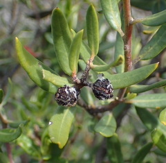 Phylica oleifolia