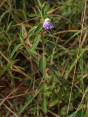 Justicia diclipteroides