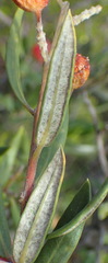 Phylica oleifolia