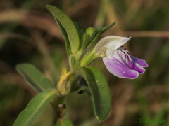 Justicia diclipteroides