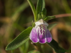 Justicia diclipteroides