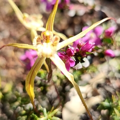 Caladenia straminichila
