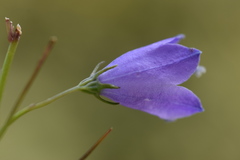 Campanula martinii