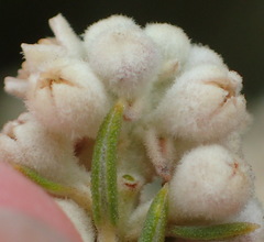 Phylica rigidifolia