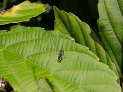 Braunsapis puangensis