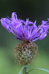 Centaurea rhaetica