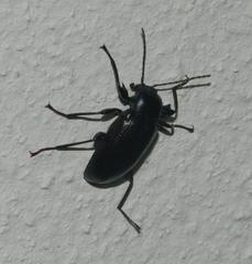 Hoplonyx