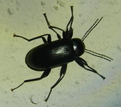 Hoplonyx