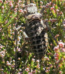 Hetrodes pupus pupus