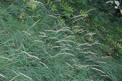 Calamagrostis varia