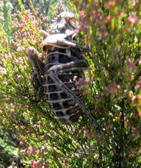 Hetrodes pupus pupus