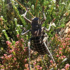 Hetrodes pupus pupus