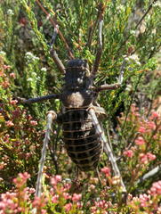 Hetrodes pupus pupus
