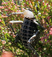Hetrodes pupus pupus