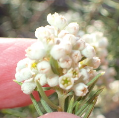 Phylica rigidifolia