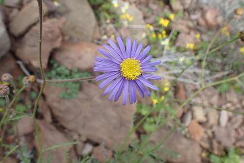 Image of Garuleum bipinnatum by no rights reserved