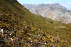 Tritoniopsis pulchra