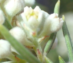 Phylica rigidifolia