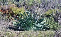 Boophone haemanthoides