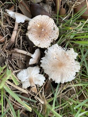 Lepiota lilacea