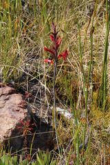 Tritoniopsis pulchra