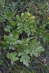 Laserpitium nitidum