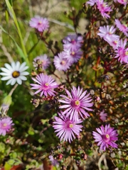 Lampranthus leptaleon
