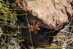 Drosera glabripes