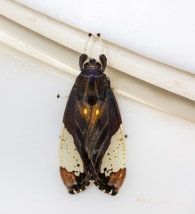 Bertholdia flavidorsata