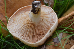 Lactarius acerrimus