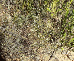 Coleonema juniperinum