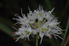 Allium ochroleucum