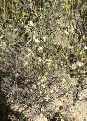 Coleonema juniperinum