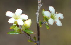 Coleonema juniperinum