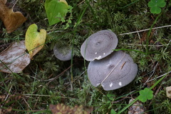 Lactarius trivialis