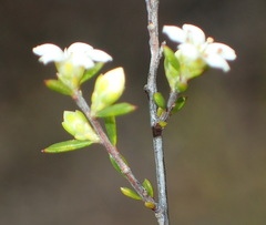 Coleonema juniperinum