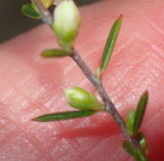 Coleonema juniperinum