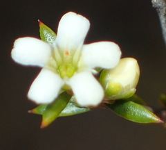 Coleonema juniperinum