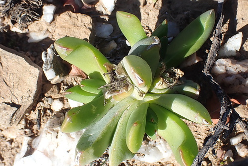 Image of Glottiphyllum depressum by no rights reserved