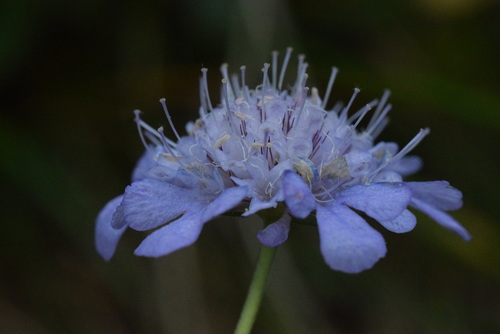 Tyrolean Scabious (Scabiosa vestina)