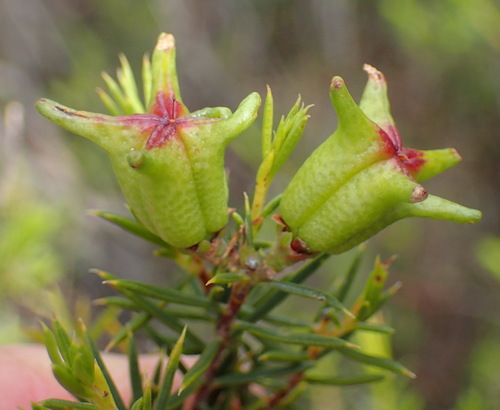 Image of Diosma acmaeophylla by (c) Nicola van Berkel, some rights reserved (CC BY-SA)