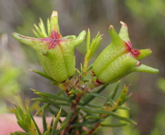 Diosma acmaeophylla