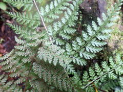 Athyrium newtonii