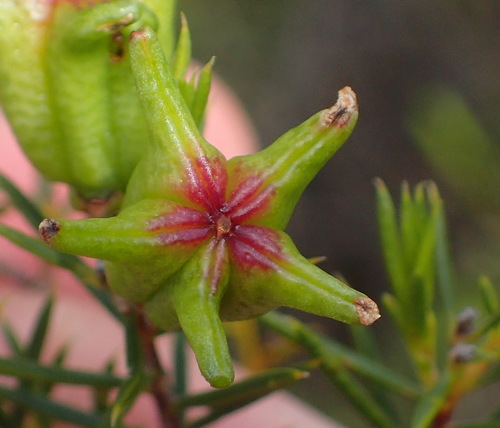 Image of Diosma acmaeophylla by (c) Nicola van Berkel, some rights reserved (CC BY-SA)