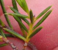 Diosma acmaeophylla
