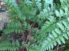 Athyrium newtonii