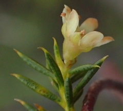 Diosma acmaeophylla