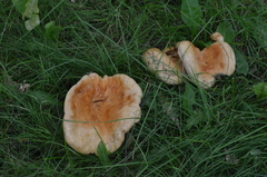 Lactarius acerrimus