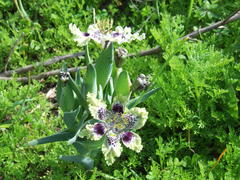 Ferraria densepunctulata