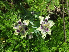 Ferraria densepunctulata